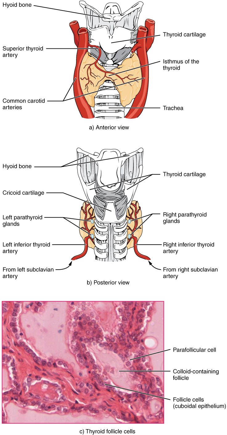 Bonothyrk: The Science Behind Parathyroid Peptide Support