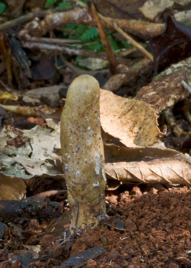 Cordyceps Quality Comparison: How We Outperform Competitors