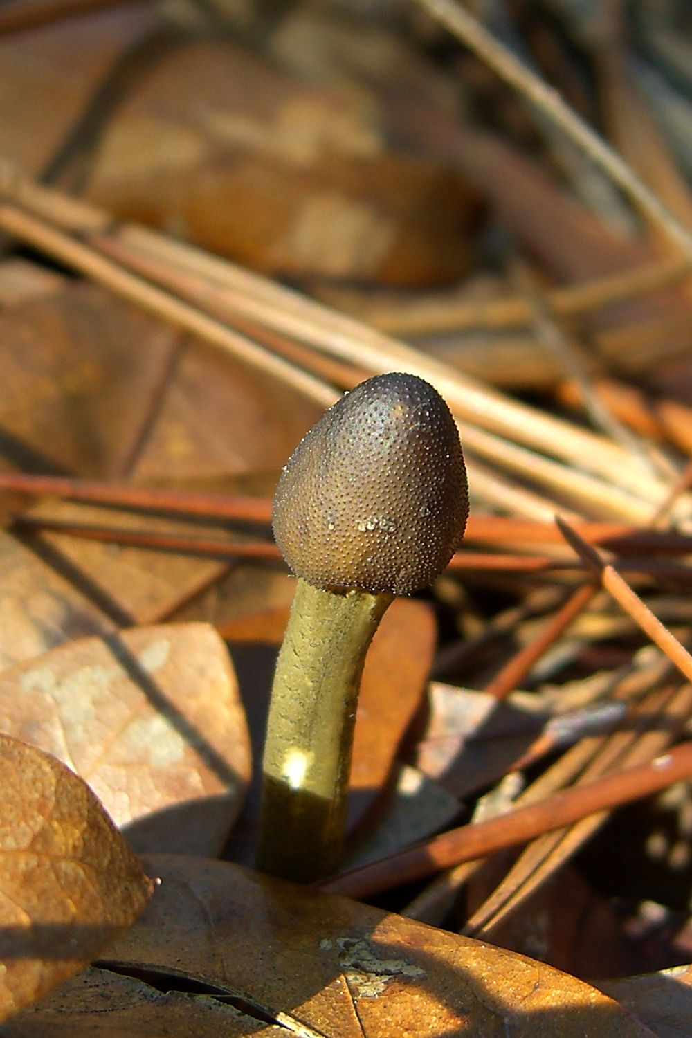 Cordyceps Mushroom: The Science of Natural Energy and Immunity