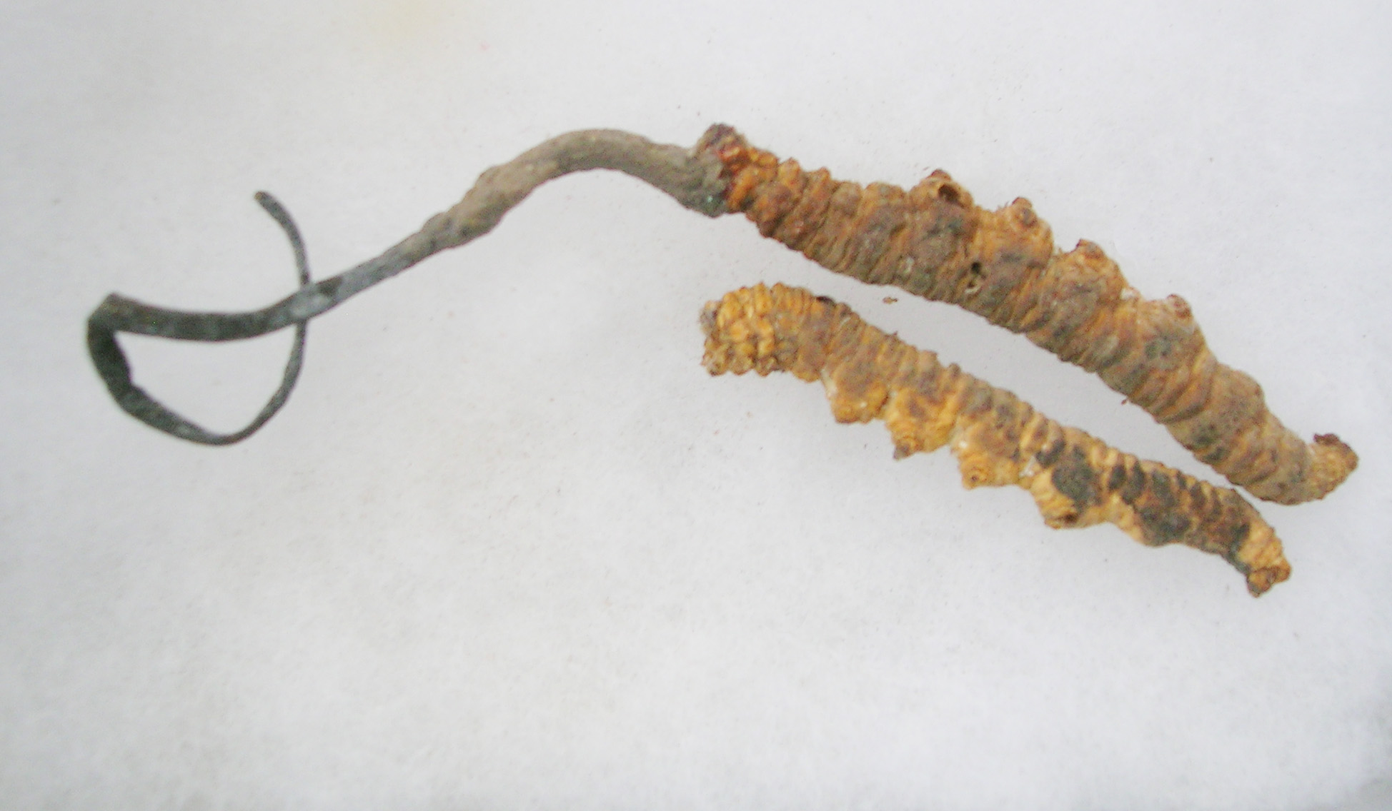 Why Our Cordyceps Formula Delivers Superior Results