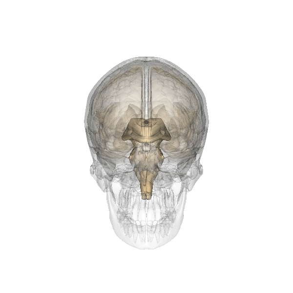 Pineal Gland Health: How Endoluten Restores Circadian Rhythm
