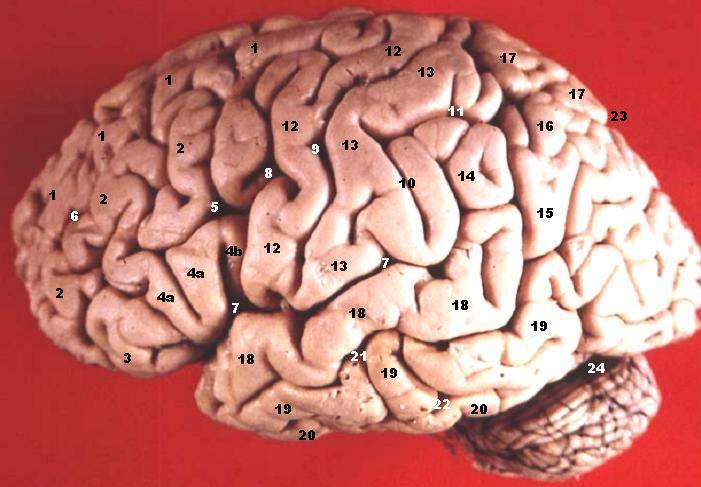 The Science of Fast-Dissolving Brain Peptide Strips