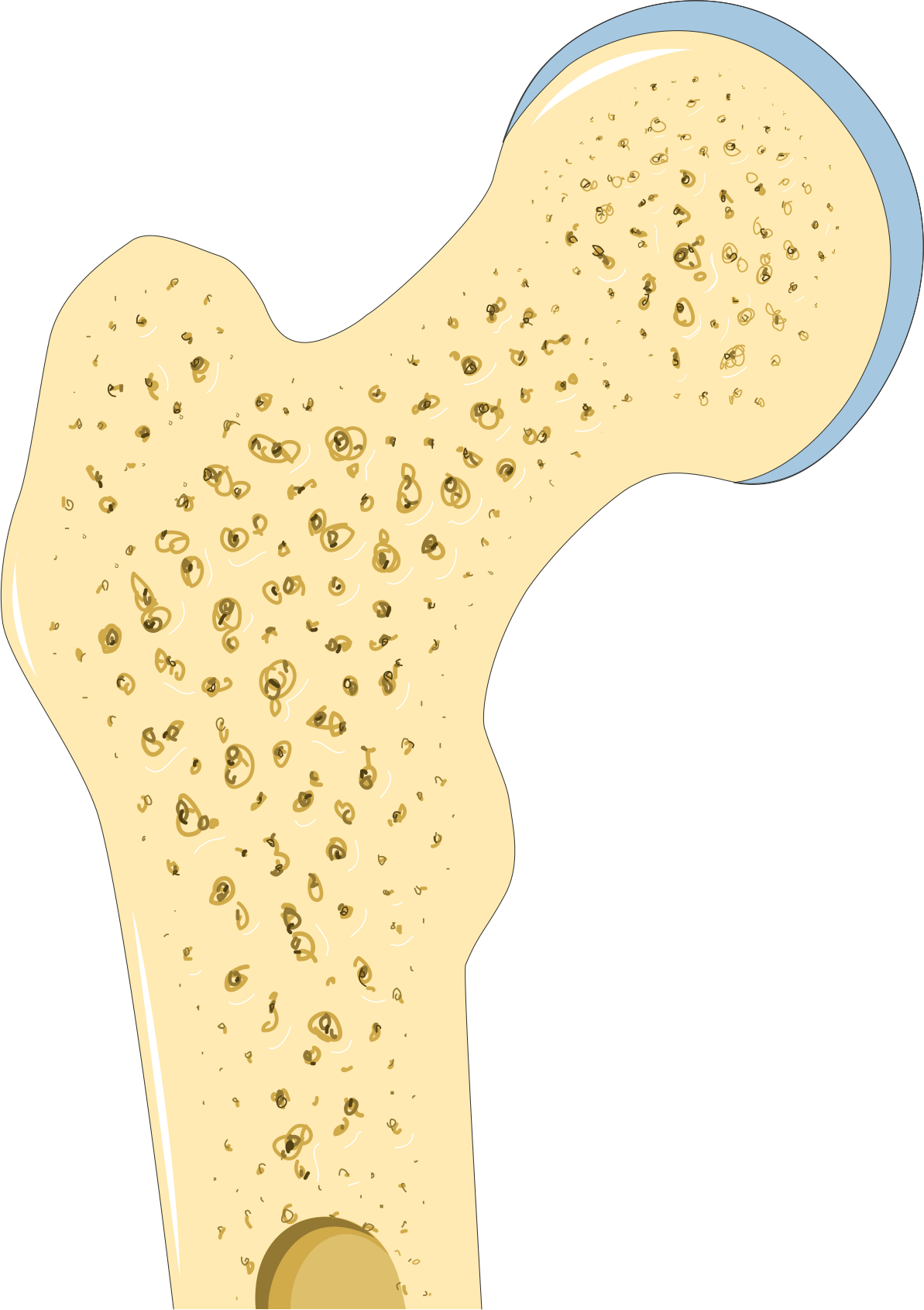 How Osteo 3 Plus Peptides Strengthen Bones and Joints