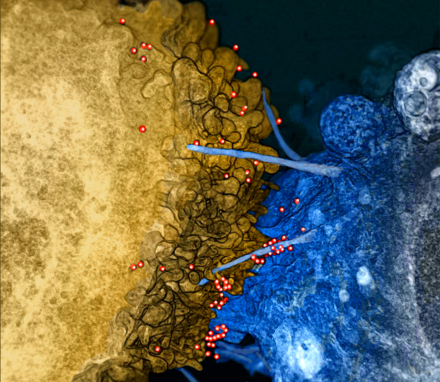 How Vladonix Restores Thymic Immune Function