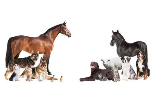 Pet Bioregulator Peptide Complex