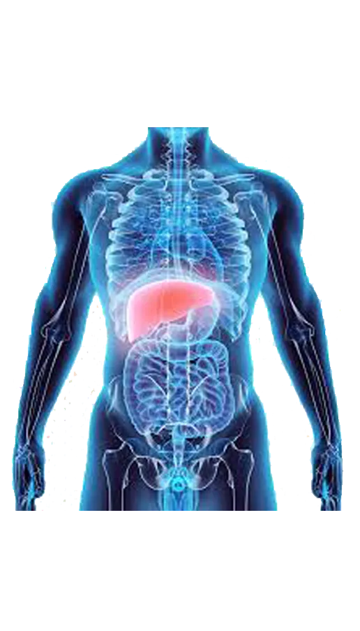 Ovagen – Liver & GI Bioregulator