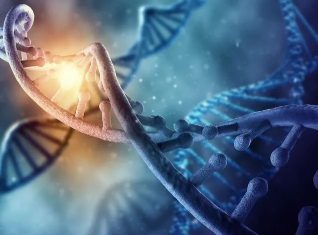 Epitalon – Telomere & Anti-Ageing Peptide